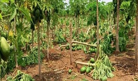 உடுமலை, சுற்றுவட்டாரப் பகுதிகளில் சூறாவளி காற்றால் பப்பாளி, வாழை மரங்கள் சேதம்