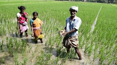 சவால்களுக்கு மத்தியிலும் வரலாறு: இந்திய வேளாண் ஏற்றுமதி 50 பில்லியன் டாலர் அளவுக்கு உச்சம்