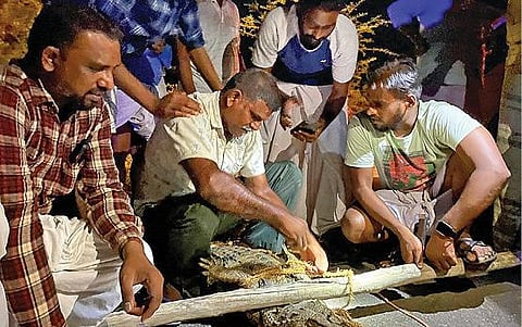 காட்டுமன்னார்கோவில் அருகே லால்பேட்டையில்  பொதுமக்கள் உதவியுடன் வனத்துறையினர்  முதலையை  பிடித்தனர்.