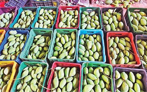 கிருஷ்ணகிரி மாவட்டம் போச்சம்பள்ளி அருகே வீரமலை கிராமத்தில் அறுவடை செய்யப்பட்ட மாங்காய்கள் விற்பனைக்கு அனுப்பி வைக்க கிரேடுகளில் அடுக்கி வைக்கப்பட்டுள்ளது.