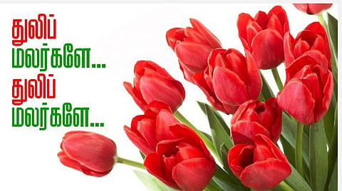துலிப் மலர்களே... துலிப் மலர்களே...