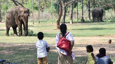 வண்டலூர் உயிரியில் பூங்கா விலங்குளின் நேரலைக்கு இதுவரை 6 கோடி பார்வையாளர்கள்: தமிழக அரசு தகவல் 