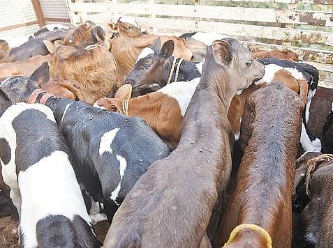 கோவை சத்தி சாலை  மாடு அறுவை மனைக்கு வாகனங்களில்  மாடுகளுக்கு இடையே கொண்டு வரப்பட்ட கன்றுக்குட்டிகள்.  படம்: ஜெ.மனோகரன்