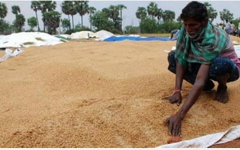 செங்கை மாவட்டத்தில் நேரடி நெல் கொள்முதல் மையங்களுக்கு 34 தணிக்கை அலுவலர்கள் நியமனம்