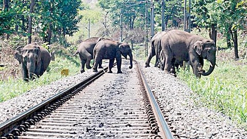 ‘தேனீக்கள் ரீங்காரம்’ திட்டம் இருந்தும் - 2019-ம் ஆண்டில் இருந்து இதுவரை ரயிலில் அடிபட்டு 48 யானைகள் இறப்பு