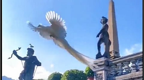 வானத்திலிருந்து தரையிறங்கும் தேவதை: இணையத்தில் வைரலாகும் வெள்ளை மயில் வீடியோ