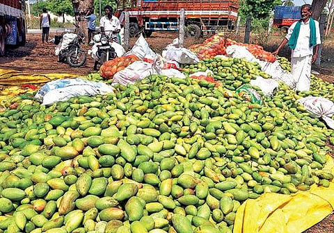 கிருஷ்ணகிரி அருகே கொடுகூர் கிராமத்தில் சூறைக்காற்று, ஆலங்கட்டியுடன் பெய்த மழைக்கு உதிர்ந்த  மாங்காய்கள் கொட்டி வைக்கப்பட்டுள்ளது. படம்: எஸ்.கே.ரமேஷ்
