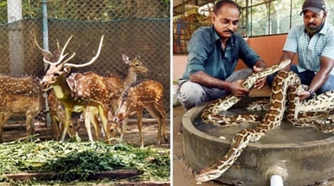.கத்திரி வெயில் தொடக்கத்தை அடுத்து புதுச்சேரி வனத்துறையில் பராமரிக்கப்பட்டு வரும் மான்களுக்கு வெயிலின் வெப்பத்தை தனிக்கும் வகையில் வெள்ளரி,தர்பூசனி,கிரை வகைகளை உணவாக வைக்கப்பட்டுள்ளது அதனை ஆர்வத்தோடு சாப்பிடும் மான்கள்.அடுத்தபடம் பாம்பு பண்ணையில் மலை பாம்புகளுக்கு குளிமை தரும் வகையில் தண்ணீர் தொட்டி அமைத்து அதனுள் போடும் பணியில் ஈடுபட்டுள்ள வனத்துறை ஊழியர்கள்.படங்கள்.எம்.சாம்ராஜ்