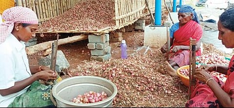 நாமக்கல் அருகே புதுச்சத்திரத்தில் தோட்டக்கலைத்துறை மூலம் அமைத்துத் தரப்பட்டுள்ள சேமிப்புக் கிடங்கில் இருப்பு வைத்திருந்த சின்ன வெங்காயத்தை விற்பனைக்கு அனுப்ப சுத்தம் செய்யும் பெண்கள். 	         படம்: கி.பார்த்திபன்