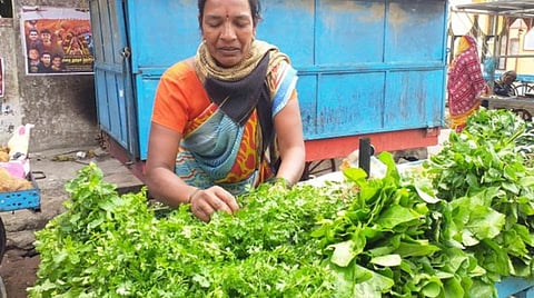 ஓசூரில் தொடர் மழையால் கொத்தமல்லி பயிர்கள் சேதம்: ஒரு கட்டு கொத்தமல்லி விலை ரூ.30 முதல் ரூ 40 வரை அதிகரிப்பு