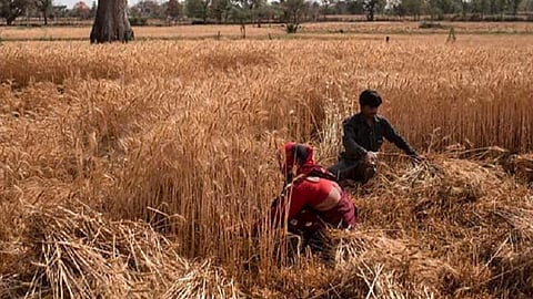 உள்நாட்டில் விலையேற்றம்: உணவு பாதுகாப்பை உறுதிப்படுத்த கோதுமை ஏற்றுமதிக்கு இந்தியா உடனடி தடை