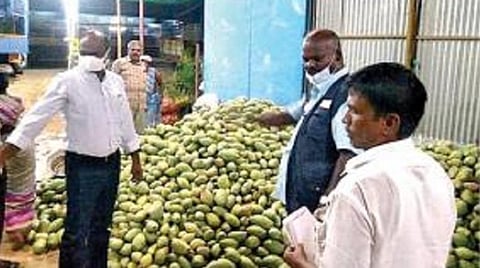 நத்தம் அருகே மாம்பழ குடோனில் சோதனையில் ஈடுபட்ட உணவு பாதுகாப்பு அலுவலர்கள்.