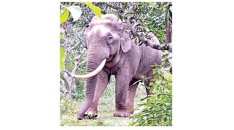 ஆலங்காயம் பகுதியில் சுற்றி வந்த ஒற்றை யானை.