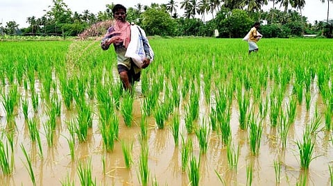 குறுவை சாகுபடி | 3675 மெ.டன் விதைகள்,  56,229 மெ.டன் உரங்கள் இருப்பு உள்ளன - உழவர் நலத்துறை