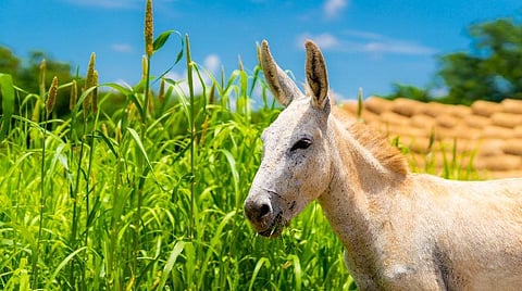 The Donkey Palace: தமிழகத்தின் முதல் கழுதைப் பண்ணை - ஒரு விசிட்