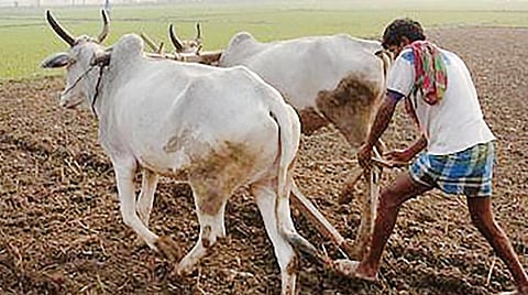 டிங்குவிடம் கேளுங்கள்: மாடுகளை ஏன் உழவுக்குப் பயன்படுத்துகிறார்கள்?