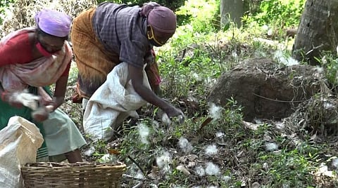 மேட்டுப்பாளையத்தில் உள்ள கல்லார் அரசு பழப்பண்ணையில் இருந்து மரங்களில் இருந்து தட்டியதில், கீழே விழுந்த பஞ்சு காய்களை  சேகரிக்கும் பணியில் ஈடுபட்டுள்ள ஊழியர்கள்.  