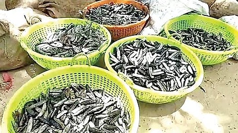 ராமேசுவரம் அருகே வனத்துறையினரால் பறிமுதல் செய்யப்பட்ட கடல் அட்டைகள்.