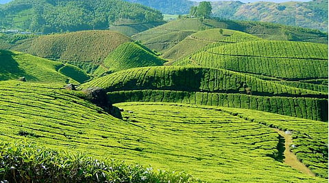 உணவுச் சுற்றுலா: மூணாறில் பிரமாண்ட அஞ்சறைப் பெட்டி