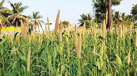 கிருஷ்ணகிரியில் விவசாயிகளுக்கு கைகொடுத்த கம்பு மகசூல்: விலை உயர்வால் இரட்டிப்பு மகிழ்ச்சி