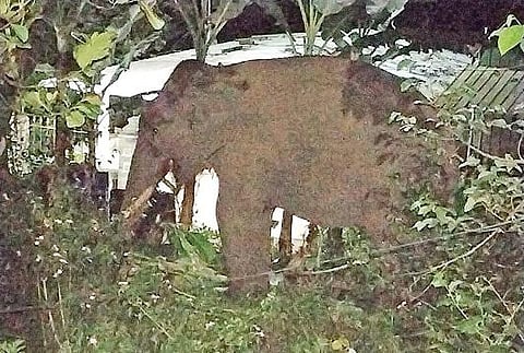 கொடைக்கானல் மலைப்பகுதி பேத்துப்பாறை மலை கிராமத்தில் இரவில் உலாவந்த காட்டு யானை.