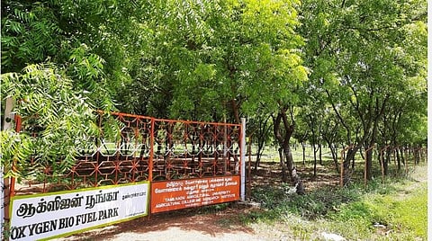 மதுரை அருகே 3 ஏக்கரில் ஆக்ஸிஜன் பூங்கா: 1,500 மரங்களுடன் வேளாண் கல்லூரி உருவாக்கியதன் பின்புலம்