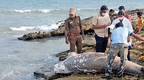 ராமேசுவரம் கடற்பகுதியில் இறந்த நிலையில் கரை ஒதுங்கும் அரியவகை கடல் பசுக்கள்