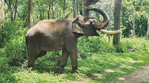 வியக்கவைக்கும் குஷா யானையின் பயணம்