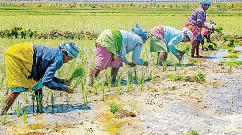 முதல்வர் அறிவித்து 18 நாட்களாகியும் செயல்பாட்டுக்கு வராத குறுவை தொகுப்புத் திட்டம்: விவசாயிகள் எதிர்பார்ப்பு