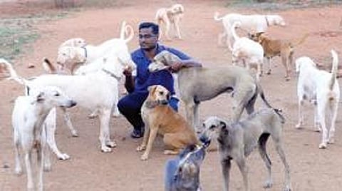 உசிலம்பட்டி அருகே போத்தம்பட்டியில் நாட்டு நாய்களுக்கென பண்ணை அமைத்து வளர்த்து வரும் பொறியாளர் அ.சதீஷ்.