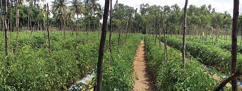 ஓசூர் எஸ்.முதுகானப்பள்ளி கிராமத்தில் உள்ள தோட்டத்தில் செழித்து வளர்ந்துள்ள தக்காளிச் செடிகள். படம்: ஜோதி ரவிசுகுமார்