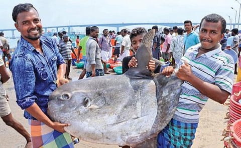 பாம்பன் மீனவர் வலையில் சிக்கிய சூரிய மீன்