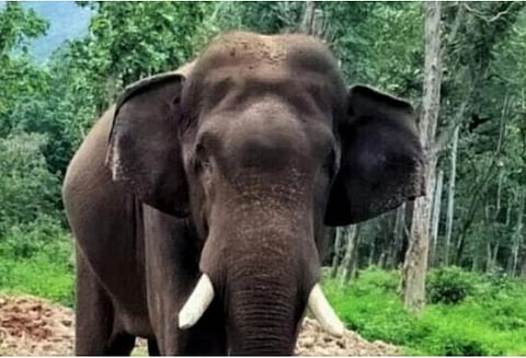 கூடலூர் வனக்கோட்டத்தில் மனித - விலங்கு மோதல் தடுக்கப்படுமா? - 5 கும்கிகளை வரவழைத்து கண்காணிப்பு