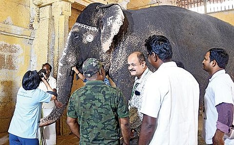 மதுரை மீனாட்சி கோயில் யானை பார்வதிக்கு இரண்டாம் நாளாக நேற்றும் மருத்துவப் பரிசோதனை செய்த தாய்லாந்து நாட்டைச் சேர்ந்த கால்நடை மருத்துவக் குழுவினர். படம்: ஜி.மூர்த்தி