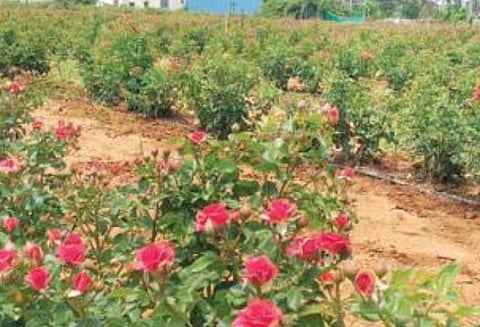 6 ஆண்டுகள் வரை நிலையான வருவாய் - விவசாயிகளுக்கு கைகொடுக்கும் பட்டன் ரோஜா: ஓசூரில் 2 ஆயிரம் ஏக்கர் பரப்பளவில் சாகுபடி