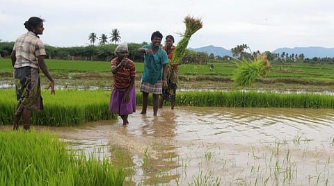 வெளிநாடுகளில் கிராக்கி அதிகரிப்பு - நெல், கோதுமையை அதிகமாக பயிரிட மாநிலங்களுக்கு மத்திய அரசு வலியுறுத்தல்
