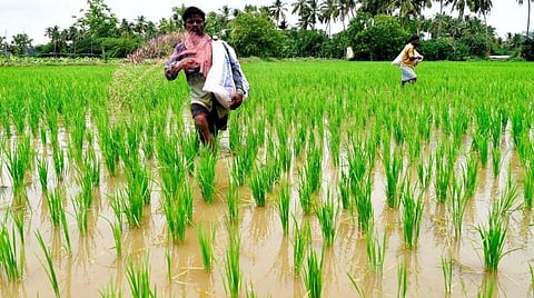 தமிழகத்தில் உரம் பதுக்கப்படுவதைக் கண்டறிய சிறப்பு கண்காணிப்புப் படைகள்: அமைச்சர் உத்தரவு 