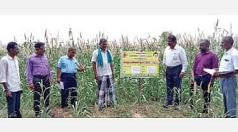 கமுதி அருகே கோரைப்பள்ளம் கிராமத்தில் அமைக்கப்பட்டுள்ள சிறுதானிய விதைப் பண்ணையை ஆய்வு செய்த வேளாண் அதிகாரிகள்.