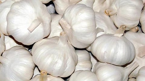 மலைப் பூண்டு விளைச்சலும் இல்லை; விலையும் இல்லை: கொடைக்கானல் விவசாயிகள் வேதனை