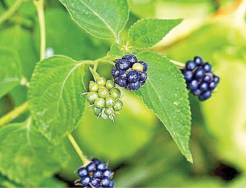 கதை நேரம்: நிறம் மாற்றும் உண்ணிப் பழம்