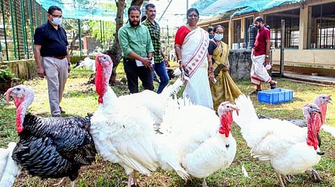 கேரளாவில் ஆப்ரிக்கன் பன்றிக்காய்ச்சல்: நீலகிரியில் கண்காணிப்பு தீவிரம்