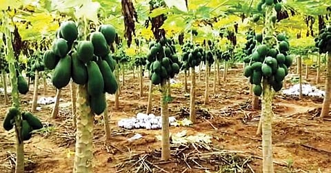ஊத்தங்கரை அருகே விவசாய தோட்டத்தில் மரங்களில் அறுவடைக்கு தயாராக உள்ள பப்பாளி.