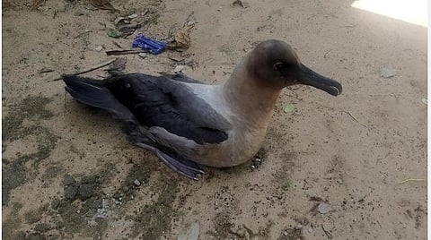 ராமேசுவரத்தில் காணப்பட்ட லைட் மேண்டல் அல்பட்ரோஸ் பறவை