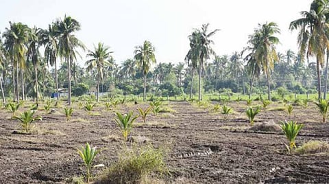 வேளாண்மைத் துறையிலிருந்து தோட்டக்கலைத் துறைக்கு தென்னை சாகுபடியை மாற்ற திட்டம்: விவசாயிகள் கடும் எதிர்ப்பு