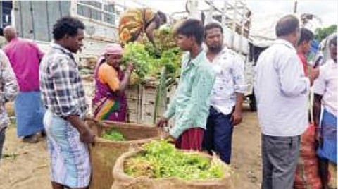 சூளகிரி சந்தையில் இருந்து வெளியூர்களுக்கு விற்பனைக்கு அனுப்ப கொத்தமல்லி கட்டுகளை மூட்டைகளில் நிரப்பும் விவசாயிகள்.