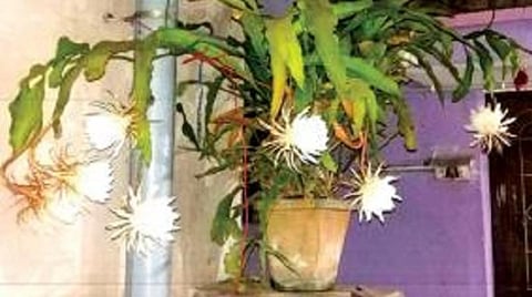 பழநியில் ஒரு வீட்டில் பூத்துள்ள பிரம்மகமலம் பூக்கள்.