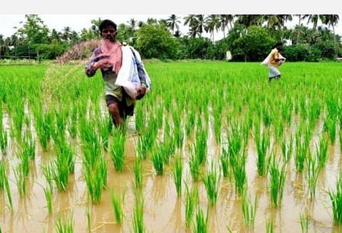 தமிழகத்தில் 2-வது ஆண்டாக குறுவை சாகுபடிக்கு பயிர்க் காப்பீடு இல்லை: டெல்டா விவசாயிகள் ஏமாற்றம்