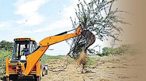 சீமைக் கருவேல மரங்கள் அழிப்பு சாத்தியமா?