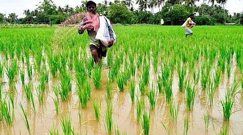 பயிர்க் காப்பீட்டுத் திட்டத்துக்கு ரூ.2,057 கோடி ஒதுக்கீடு: தமிழக அரசு அறிவிப்பு