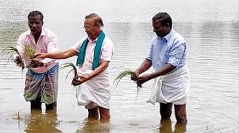 பாபநாசத்தை அடுத்த கூடலூாில் தண்ணீரில் மூழ்கிய நெற்பயிரை காட்டும் விவசாயிகள்.
